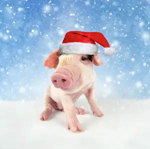 Gloucester: Pig. Gloucester old spot piglet in snow wearing