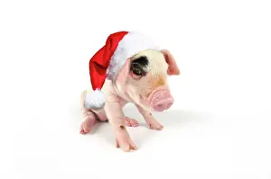 Gloucester: Pig - Gloucester old spot piglet wearing Christmas hat
