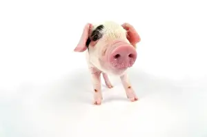 Gloucester: Pig. Gloucester old spot piglet on white background