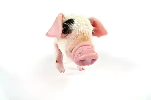 Gloucester: Pig. Gloucester old spot piglet on white background