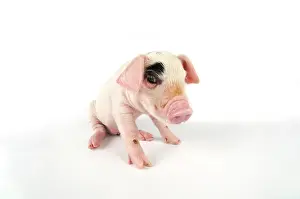 Gloucester: Pig. Gloucester old spot piglet on white background
