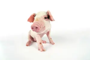 Gloucester: Pig. Gloucester old spot piglet on white background
