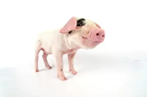 Gloucester: Pig. Gloucester old spot piglet on white background