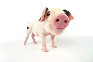 Gloucester: Pig. Gloucester old spot piglet on white background