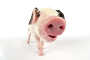 Gloucester: Pig. Gloucester old spot piglet on white background