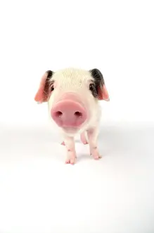 Gloucester: Pig. Gloucester old spot piglet on white background