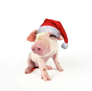 Gloucester: Pig - Gloucester old spot piglet on white background