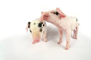 Gloucester: Pig. Gloucester old spot piglets on white background