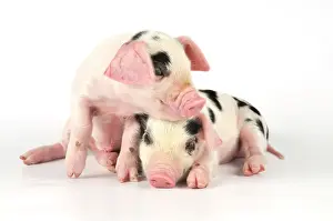 Gloucester: Pig. Gloucester old spot piglets on white background