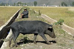 Shepherdess: A pig and its goalkeeper in Yunnan China