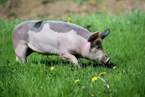 Motions: Pig on grass - Farm Pampilles Alsace France