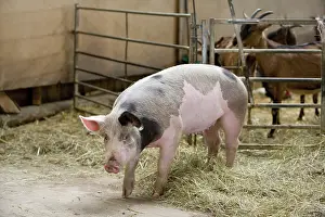Barriers: Pig on hay - Farm Pampilles Alsace France