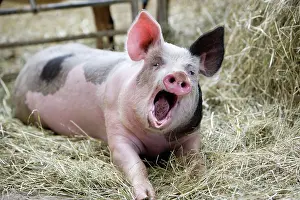 Barriers: Pig on hay - Farm Pampilles Alsace France