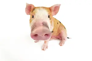 Gloucester: Pig. Kune Kune cross Gloucester Old Spot piglet