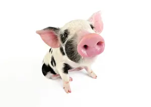 Gloucester: Pig. Kune Kune cross Gloucester Old Spot piglet