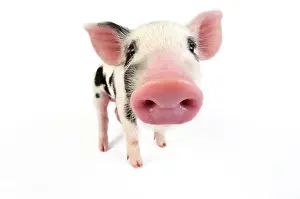Gloucester: Pig. Kune Kune cross Gloucester Old Spot piglet