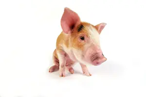 Gloucester: Pig - Kune Kune cross Gloucester Old Spot piglet