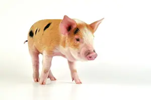 Gloucester: Pig - Kune Kune cross Gloucester Old Spot piglet
