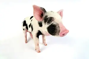 Gloucester: Pig - Kune Kune cross Gloucester Old Spot piglet
