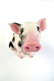 Gloucester: Pig - Kune Kune cross Gloucester Old Spot piglet