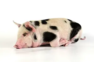 Gloucester: Pig - Kune Kune cross Gloucester Old Spot piglet