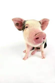 Gloucester: Pig - Kune Kune cross Gloucester Old Spot piglet