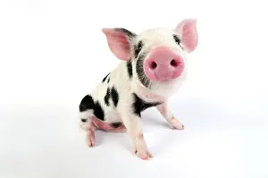 Nose: Pig - Kune Kune cross Gloucester Old Spot piglet