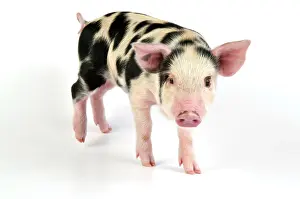 Gloucester: Pig - Kune Kune cross Gloucester Old Spot piglet