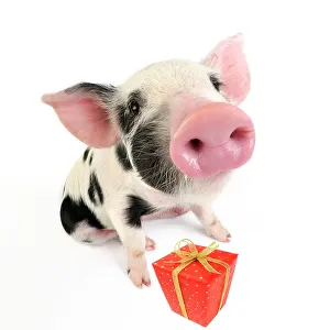 Gloucester: Pig. Kune Kune cross Gloucester Old Spot piglet with present