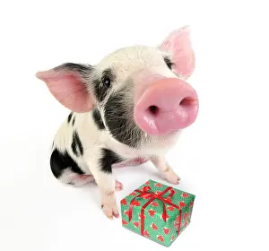 Gloucester: Pig. Kune Kune cross Gloucester Old Spot piglet with present