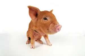 Kune: Pig. Kune Kune piglet on white background