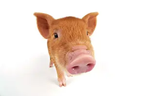 Kune: Pig. Kune Kune piglet on white background