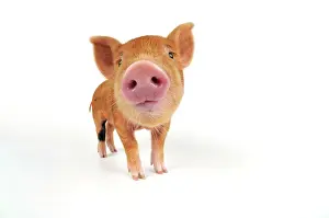 Kune: Pig. Kune Kune piglet on white background