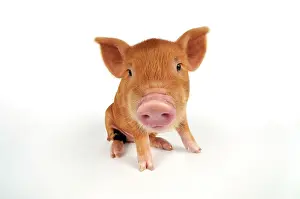 Kune: Pig. Kune Kune piglet on white background