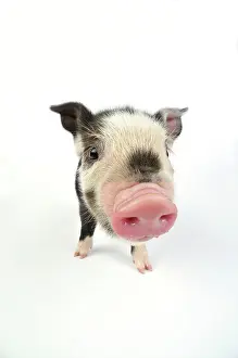 Kune: Pig. Kune Kune piglet on white background