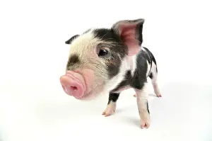 Kune: Pig. Kune Kune piglet on white background