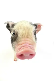 Kune: Pig. Kune Kune piglet on white background