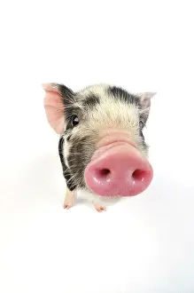 Kune: Pig. Kune Kune piglet on white background