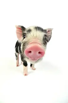Kune: Pig. Kune Kune piglet on white background