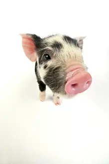Kune: Pig. Kune Kune piglet on white background