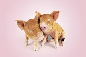 Kune: Pig. Kune Kune piglets hugging /embracing