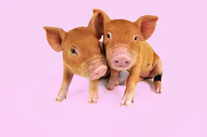 Kune: Pig - Kune Kune piglets on pink background