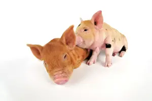 Kune: Pig. Kune Kune piglets on white background