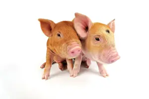 Kune: Pig. Kune Kune piglets on white background