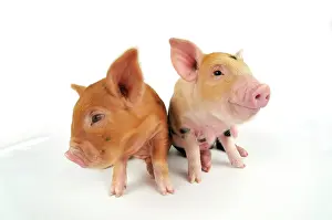 Kune: Pig. Kune Kune piglets on white background