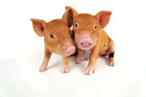 Kune: Pig. Kune Kune piglets on white background