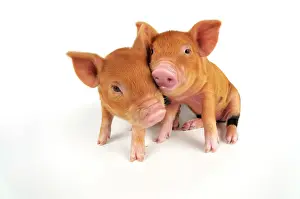 Kune: Pig. Kune Kune piglets on white background