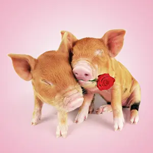 Kune: Pig. Kune piglets hugging and embracing holding a rose