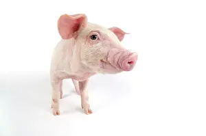 Landrace: Pig. Landrace piglet on white background