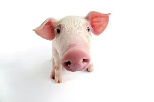 Landrace: Pig. Landrace piglet on white background